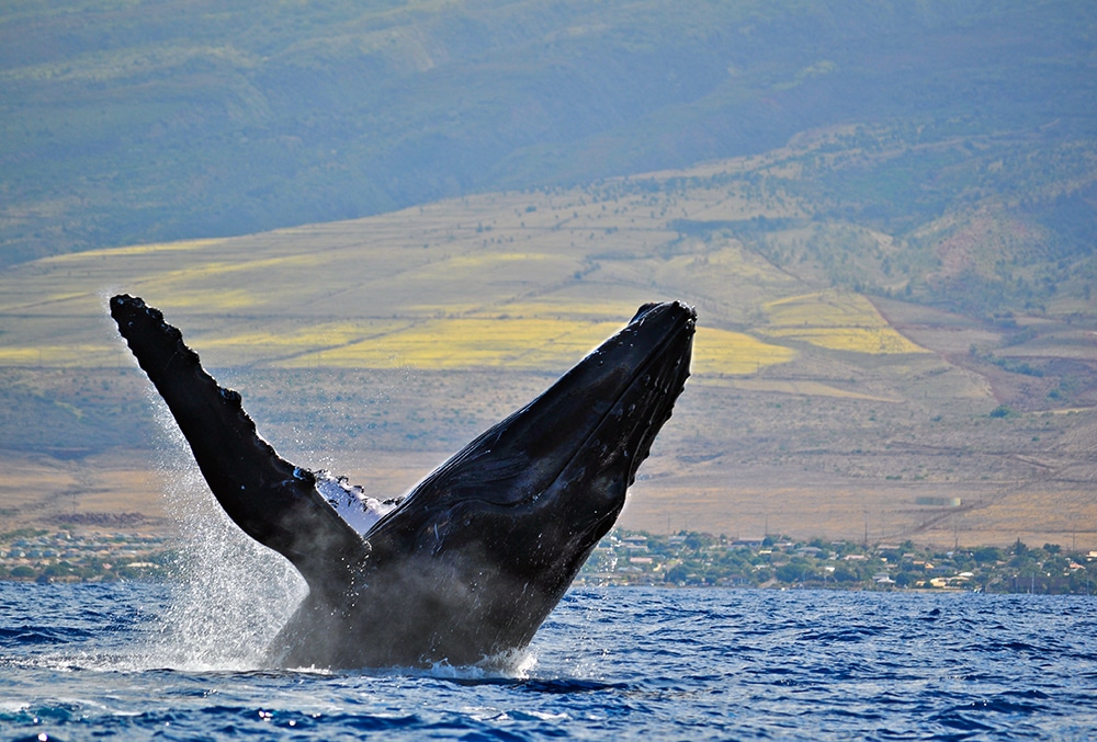 Humpback Whale Breaching in Hawaii Waters