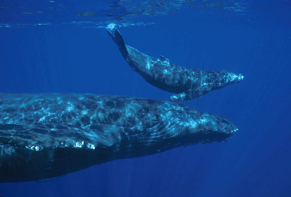 Itʻs Humpback Whale Season!