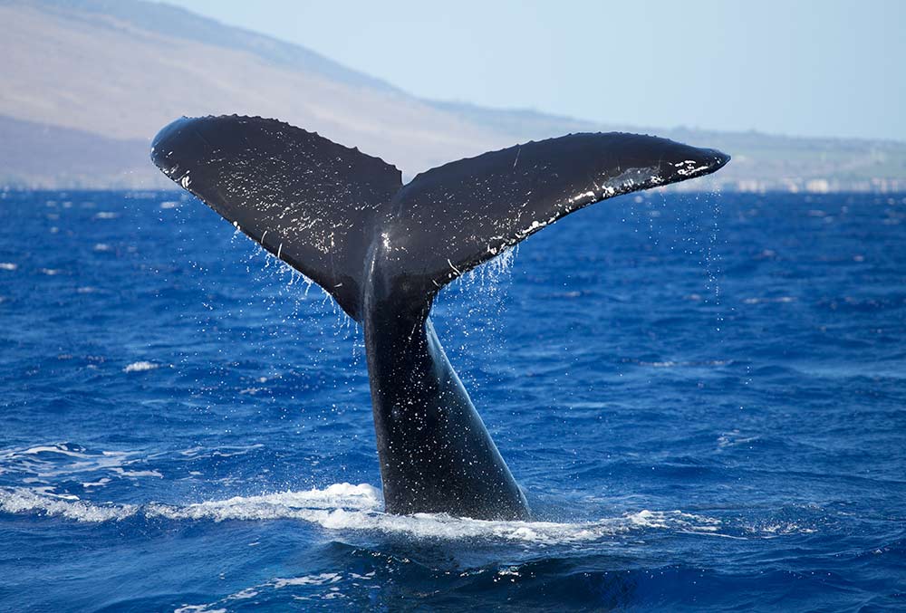 Itʻs Humpback Whale Season!