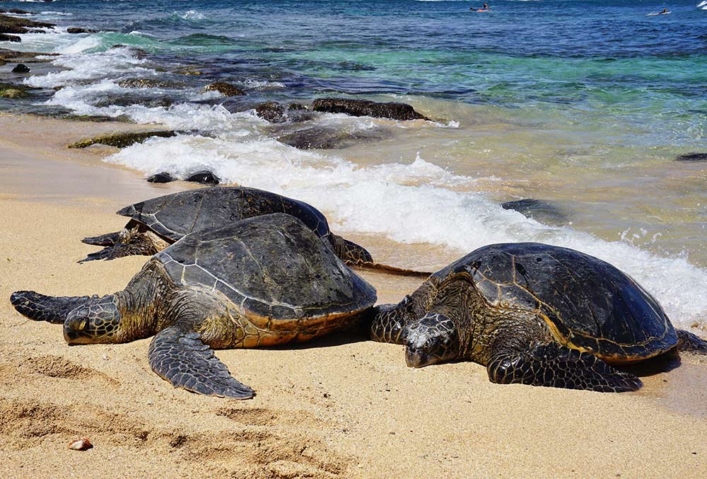 Hawaiian Honu - Green Sea Turtle