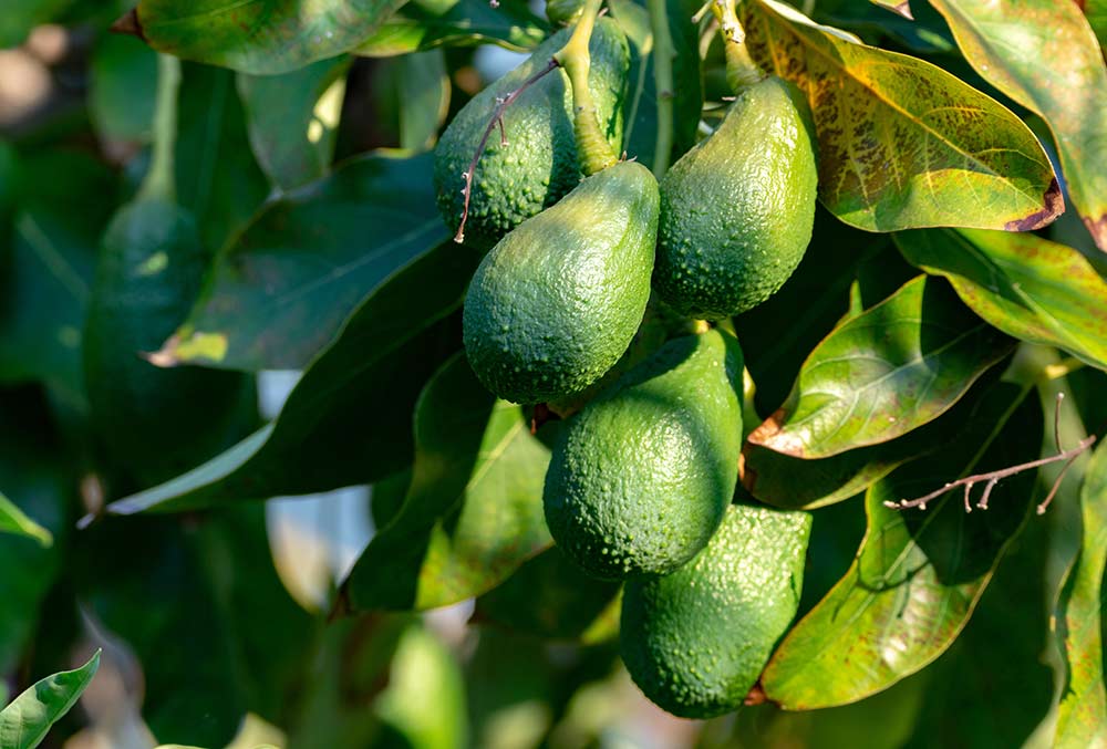 Hawaii avocadoes